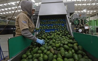 Guerra en Ucrania golpea a productores aguacateros