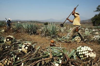 El tequila conquista a los europeos