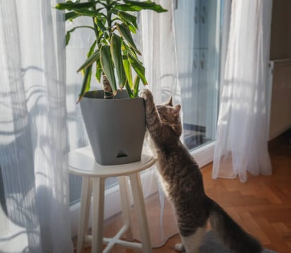 plantas de interior que pueden ser venenosas para tus mascotas