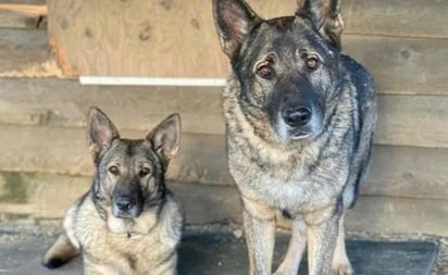 Cazador es acusado de matar y despellejar a 2 perros; pensó que eran coyotes