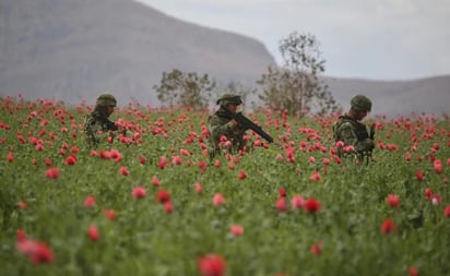 La coca florece en México a la sombra del fentanilo