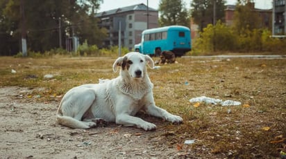 El desastre de Chernóbil ha cambiado el ADN de los perros que viven en esa zona