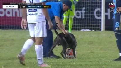 Perrito irrumpe partido de futbol y se lanza por el balón: El canino ingresó al campo de futbol y decidió ir sobre la pelota para morderla, momento que lo convirtió en toda una estrella