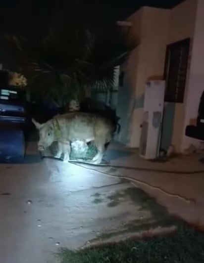 Ciudadanos confunden a un cerdo, con un perro