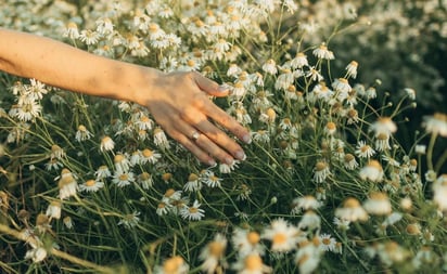 Los asombrosos usos de la manzanilla en la belleza: La manzanilla es el aliado 100% natural que hará magia en tu piel y cabello