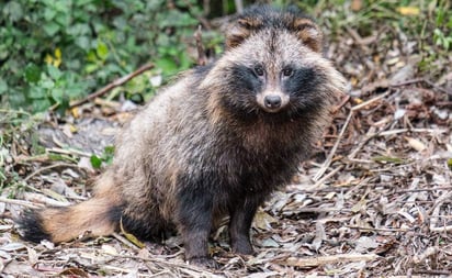 Así es el perro mapache, nuevo “sospechoso” en el origen del coronavirus en China: Otros de los animales sospechosos de ser portadores del virus estaban los murciélagos y pangolines; coincide el epicentro: el me