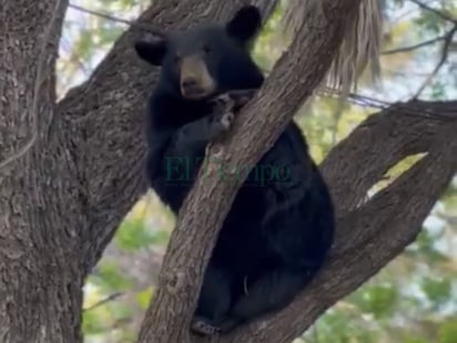 Oso deambula por Balneario Los Girillos