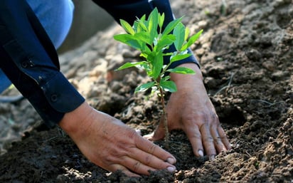 Imparten curso de reforestación participan escuelas de la localidad de Piedras Negras 