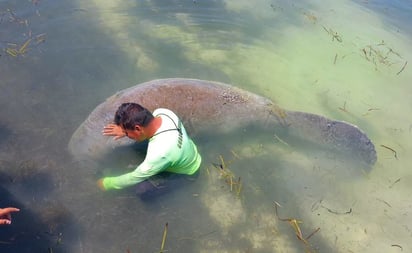 Enorme manatí sorprende a bañistas en Campeche