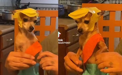 TikTok: Perro chihuahua conmueve bailando como Medio Metro al ritmo del Sonido Pirata