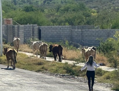 Fomento Agropecuario resguarda a 15 vacas en Eco Parque