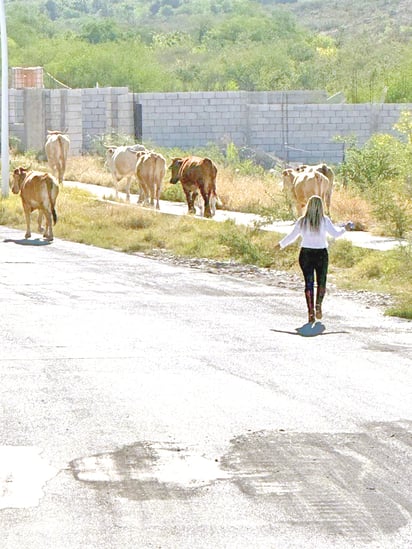 Fomento Agropecuario resguarda a 15 vacas sueltas en el Eco Parque