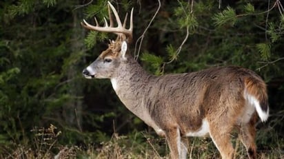 Cazadores se quedan sin presa por culpa de la sequía en la RN