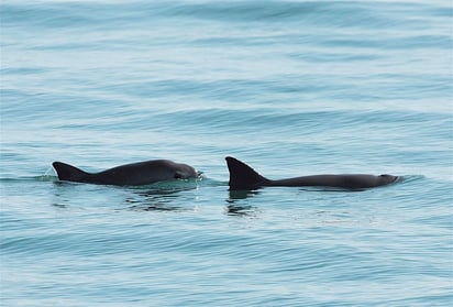 CITES prohíbe a México comercio de vida silvestre por desproteger a vaquita marina