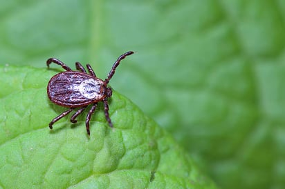 6 enfermedades que trasmiten las garrapatas