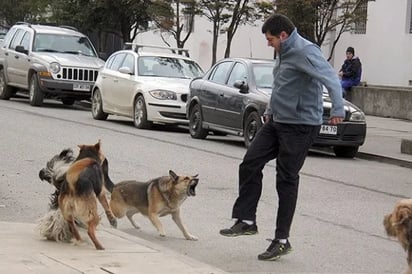 SSa: En esta temporada aumentan ataques de perros