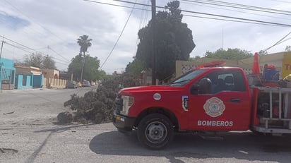 Tolvanera deja una gran cantidad de estragos en diferentes colonias