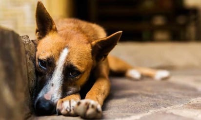 Mueren animales tras donación de comida envenenada