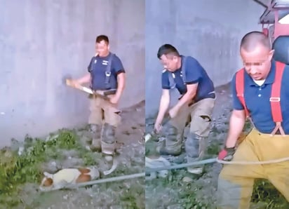 Bomberos 'mata perros' fueron despedidos; la FGE ya investiga 