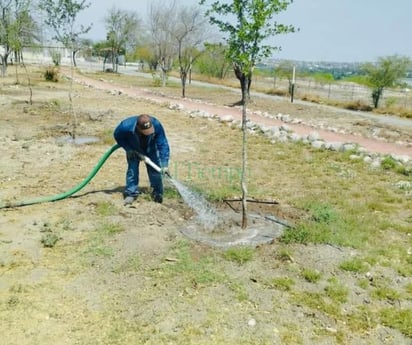 Forestación previene sequías durante este año