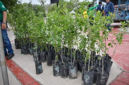 El Día Mundial de la Tierra se conmemoró adoptando un árbol  