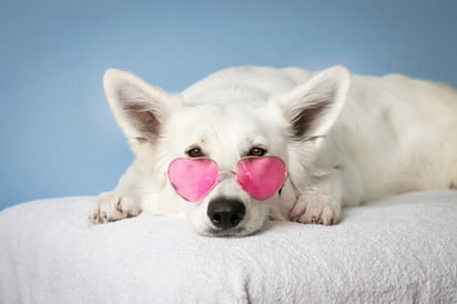 Gen Z prioriza felicidad de sus mascotas ante la de sus parejas