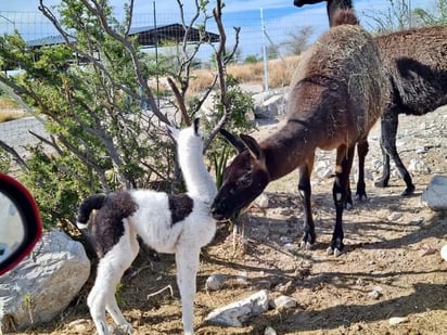 Cambio climático afecta a llama bebé en el Ecoparque