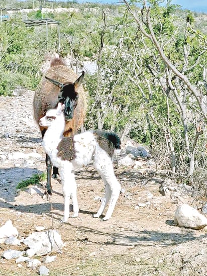 Cambio climático afecta a animales del Ecoparque; se va una llama por esto