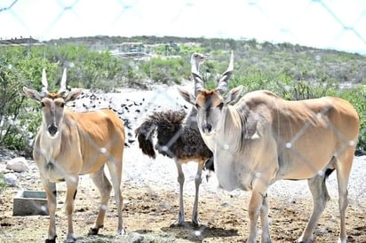 Especies en Ecoparque serán vacunados en prevención a enfermedades