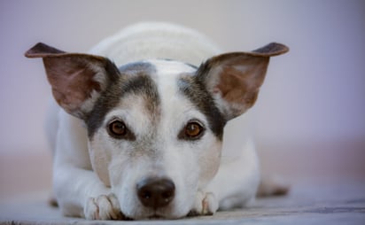 ¿Los perros prefieren a hombres o mujeres? Esto dice un estudio