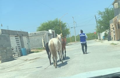 Fomento agropecuario atiende reporte de caballos