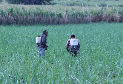 Trabajadores agrícolas sin apoyos ni respaldo laboral