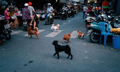 Repartidora de comida entrega alimento a perritos de la calle y emociona hasta las lágrimas: Una mujer se ocupa de alimentar animales y enterneció a todos.