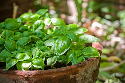 5 beneficios de la albahaca en tu salud: Esta planta además de ser una aliada en alimentos, también puede otorgar beneficios en la salud. 