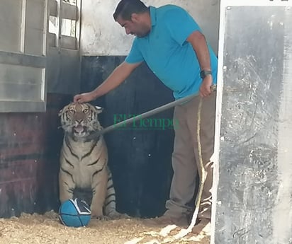 Donan a Ecoparque un Tigre de Bengala de nueve meses de edad