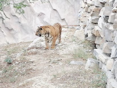 Ecoparque recibe a un Tigre de Bengala de nueve meses