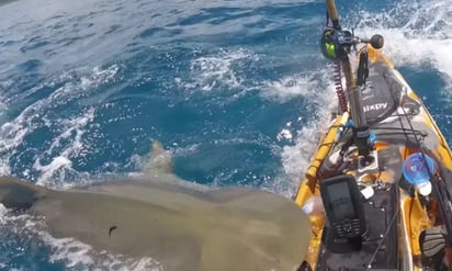 VIDEO Pescador capta veloz ataque de tiburón tigre y mordisco a su kayak: Se observa cómo inesperadamente un gran tiburón se abalanzó contra el kayak y sorprendió al pescador