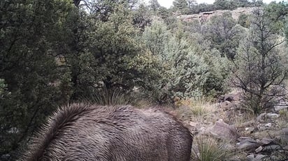 En esta imagen hay un puma acechando a un ciervo. ¿Lo has visto ya?