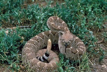 Autoridades de SEMA pide cuidar animales silvestres