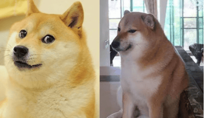 ¿Cheems o Kabosu? Los perritos de los memes virales que han estado 'muy graves': Cheems y Kabosu se convirtieron en fenómenos virales de internet, pero también han preocupado a sus fans por su estado de salud