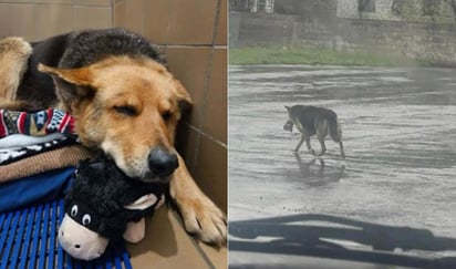 'Nikki', la perrita que se viralizó por deambular con su peluche en calles de EU durante días: La perrita fue rescatada por un centro animal tras viralizarse la imagen que la mostraba deambulando bajo la lluvia