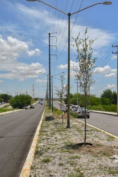 Intensa campaña de reforestación en los bulevares de la ciudad