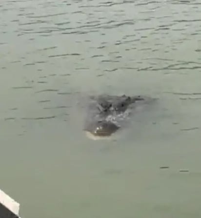 SEMA alerta por fauna en el Río Bravo, como cocodrilos