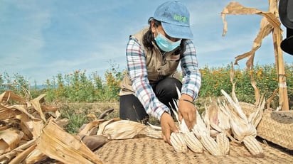 Economía tendrá efecto dominó por la crisis del maíz y el trigo