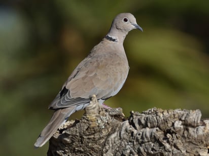 Fauna de la región norte ha tenido un aumento artificial