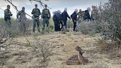 Migrantes y agentes son acechados por una víbora de cascabel 