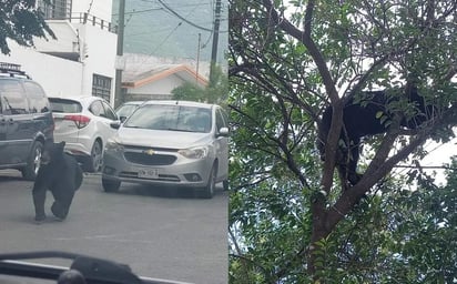 Oso sorprende a vecinos del sector sur de Monterrey al deambular en el área urbana, esta tarde