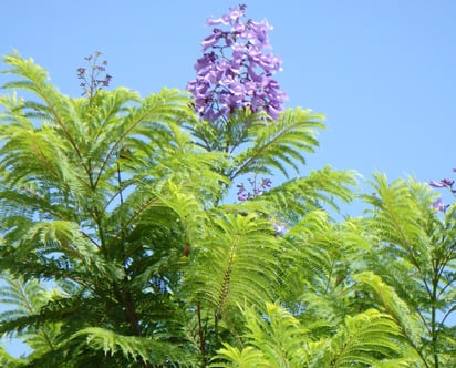 Ecoparque donará jacarandas  a cambio de botellas de plástico