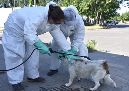 SSa llama a cuidar a las mascotas para evitar enfermedades como rickettsiosis