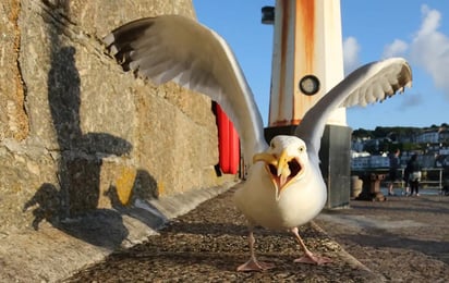 Un estudio confirma que las gaviotas nos vigilan y prefieren la comida que comemos los humanos a otra